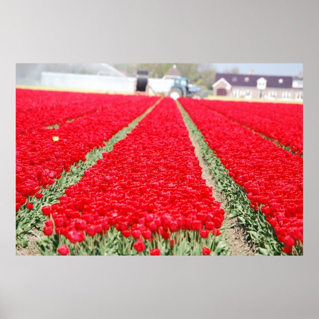Tulipenfeld Poster (Vorne)