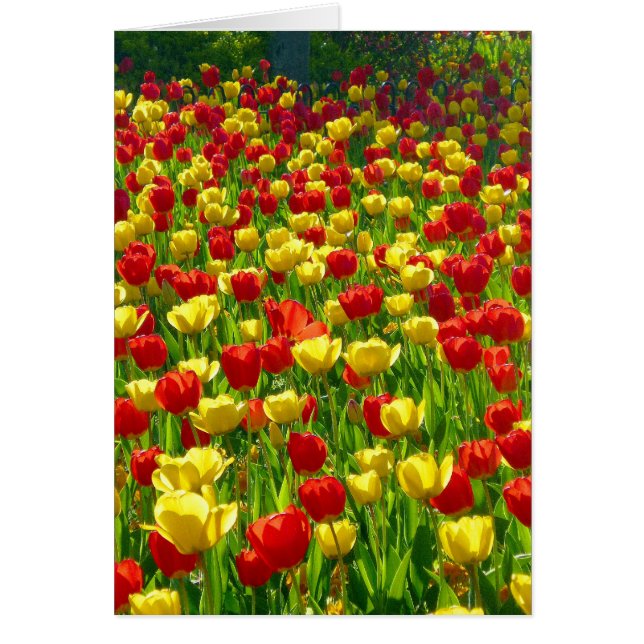 Tulipenmeer (Vorne)