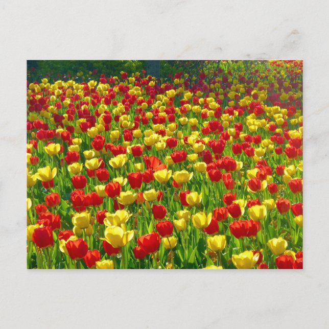 Tulipenmeer Postkarte (Vorderseite)