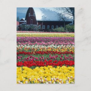 Tulipenschau-Garten, Skagit County, Postkarte