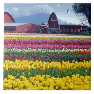 Tulipenschauplatz Fliese