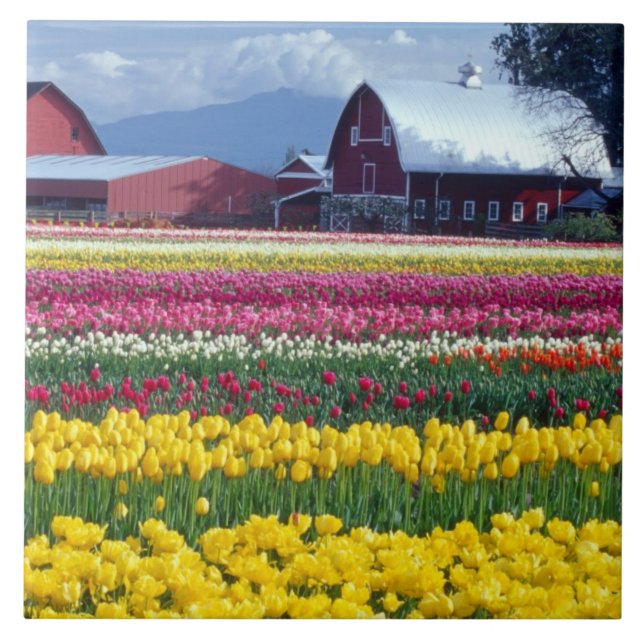 Tulipenschauplatz Fliese (Vorderseite)