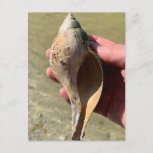 Tulipenschnecken-Gehäuse Florida Meeres-Wildtier-F Postkarte