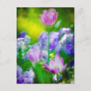 Tulipgarten, Giverny, Frankreich Postkarte