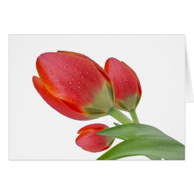 Tulips (Vorderseite (Horizontal))