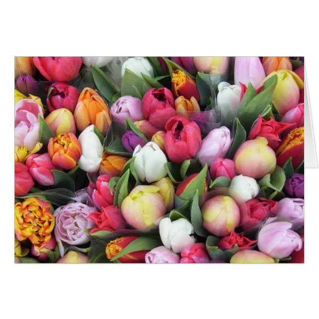 Tulips (Vorderseite (Horizontal))