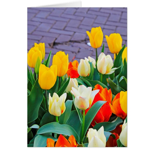 Tulips (Vorne)