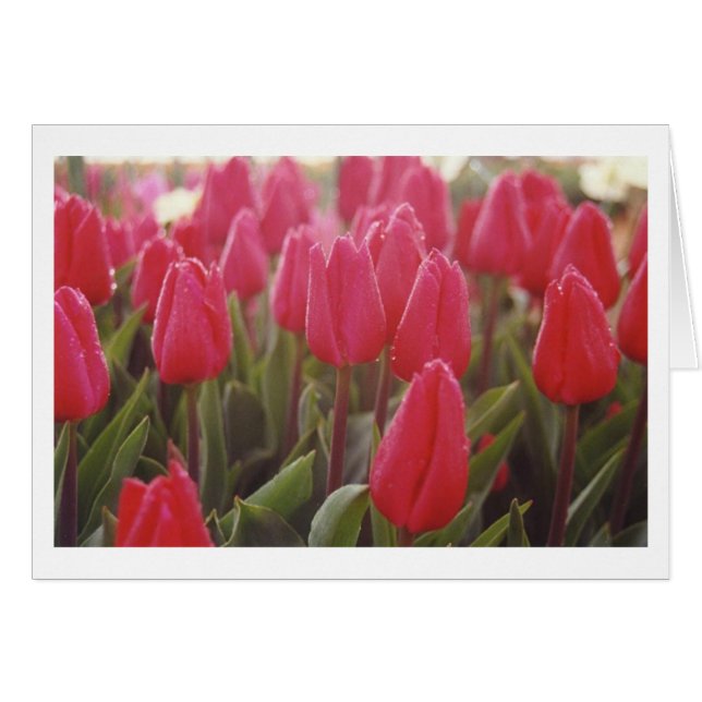 Tulips (Vorderseite (Horizontal))