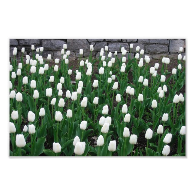 Tulips 10 Print Fotodruck (Vorne)