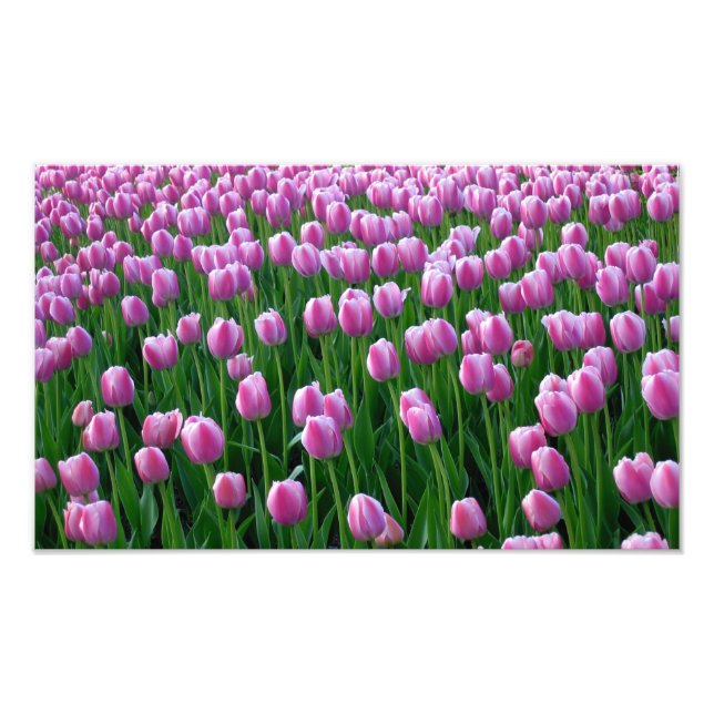 Tulips 14 Print Fotodruck (Vorne)