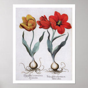 Tulips: 1.Tulipa globosa serotina cinnabrio colore Poster