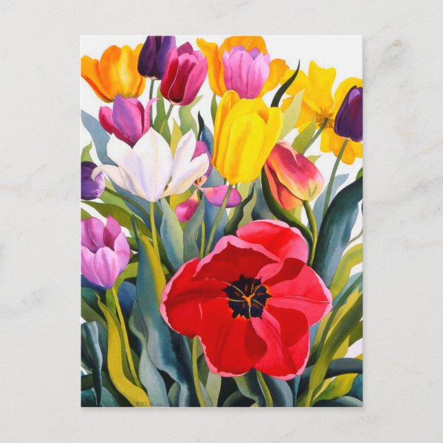 Tulips 2007 postkarte (Vorderseite)