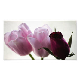 Tulips 3258 fotodruck