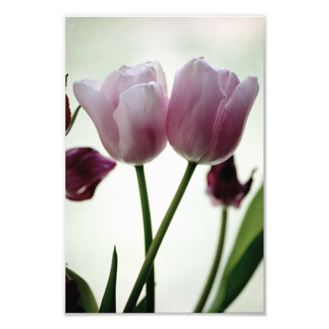 Tulips 3259 fotodruck (Vorne)