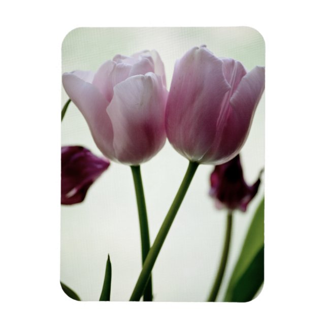Tulips 3259 magnet (Vertikal)