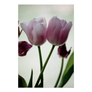 Tulips 3259 poster