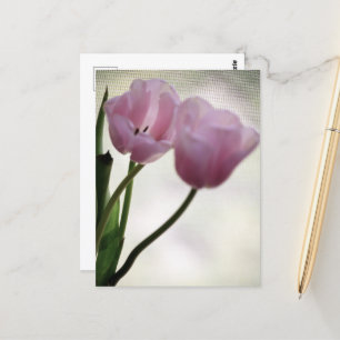 Tulips 3265 postkarte
