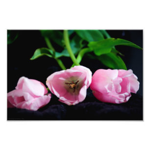 Tulips 3273 fotodruck