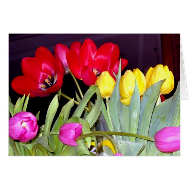 Tulips 3color (Vorderseite (Horizontal))