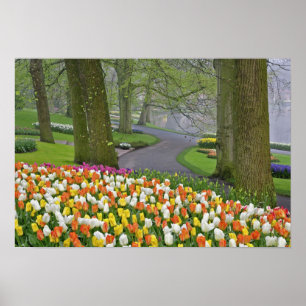 Tulips and road, Keukenhof Gardens, Lisse, Poster