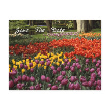 Tulips Ankündigung Datum freihalten Postkarte