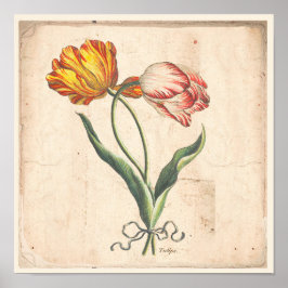 Tulips Antique Botanic Print Poster