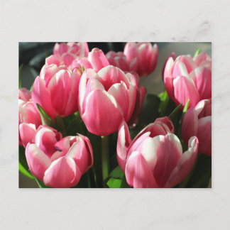 Tulips aus Amsterdam 2 Postkarte