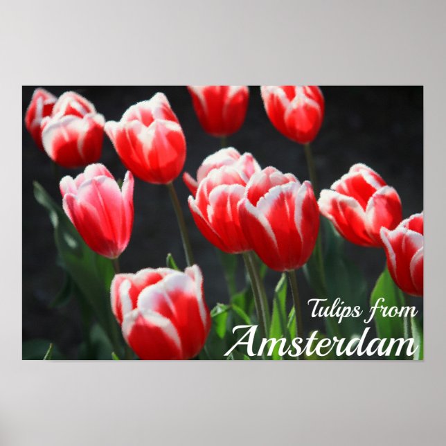 Tulips aus Amsterdam Poster (Vorne)