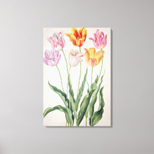 Tulips aus dem "Nassau Florilegium" (w/c auf Papel Leinwanddruck