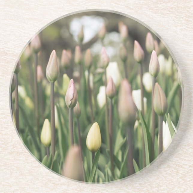 Tulips beginnen zu blühen getränkeuntersetzer (Vorne)