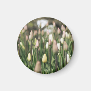 Tulips beginnen zu blühen magnet