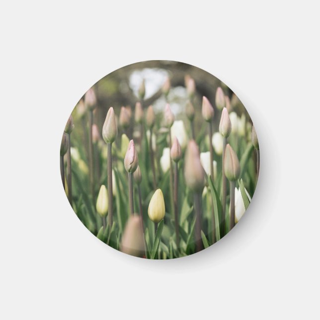 Tulips beginnen zu blühen magnet (Vorne)