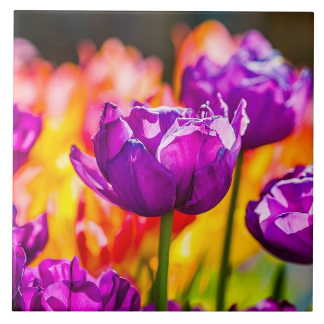 Tulips Bezaubernd Lila Fliese (Vorderseite)