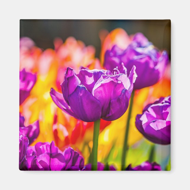 Tulips Bezaubernd Lila Magnet (Vorne)