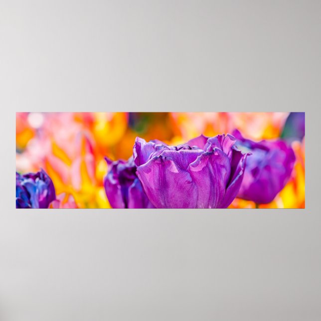 Tulips Bezaubernd Lila Poster (Vorne)