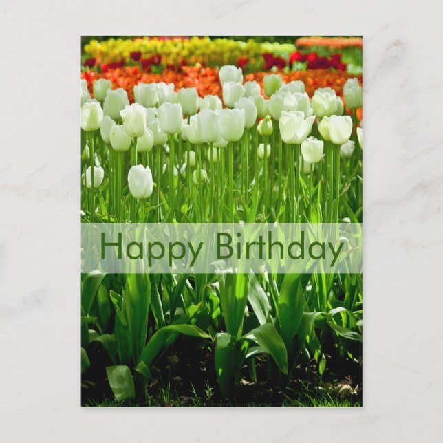 Tulips Birthday Postcard | Geburtstagskarte Tulpen Postkarte (Vorderseite)
