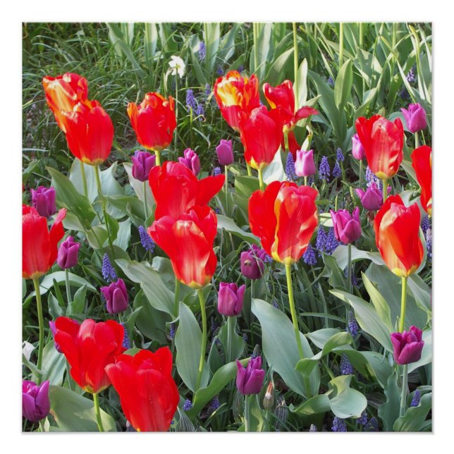 Tulips Blume Blüten Liebe Zerstöre Dusche Poster (Vorderseite)