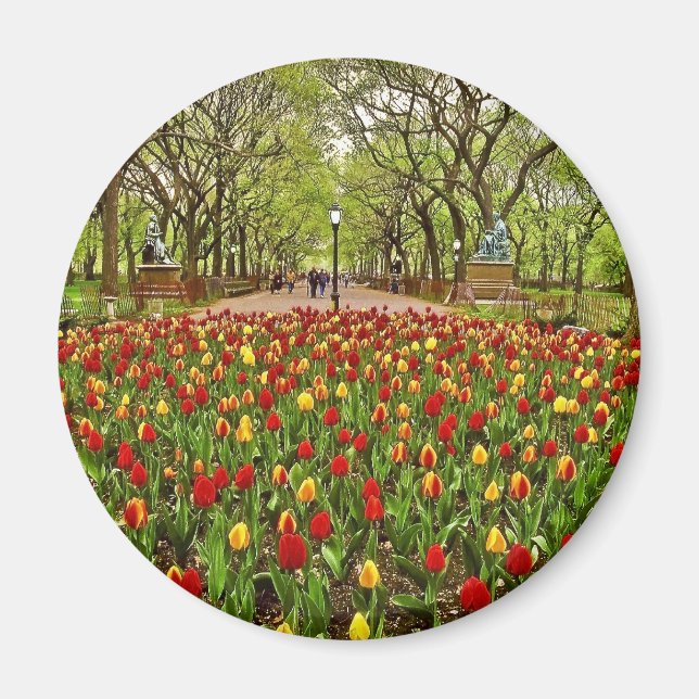 Tulips Central Park NYC Magnet (Vorne)