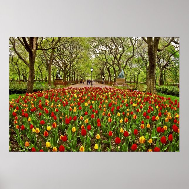 Tulips Central Park NYC Poster (Vorne)