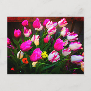 Tulips Christmas Dream und Affaire #1 Postcard Postkarte