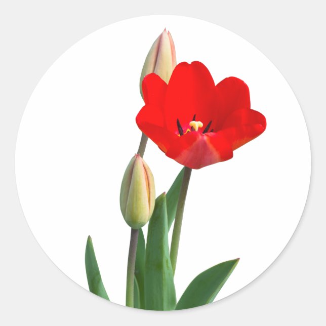 Tulips Classic Round Sticker (Vorderseite)