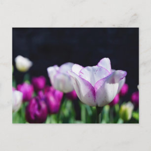 Tulips Deluxe Postkarte