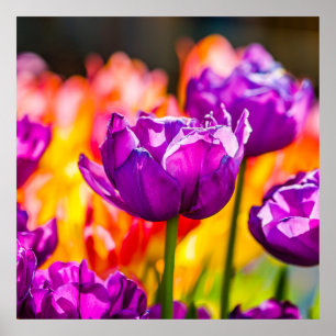 Tulips Enchanting Purple Poster