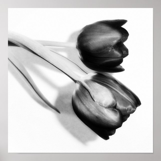 Tulips Fine Art Fotografy Print Black and White Poster (Vorne)