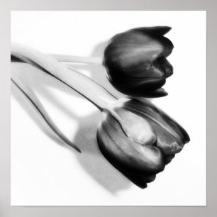 Tulips Fine Art Photography Print Black and White Poster