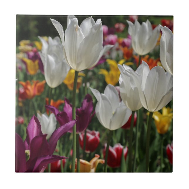Tulips Fliese (Vorderseite)