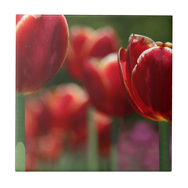 Tulips Fliese (Vorderseite)