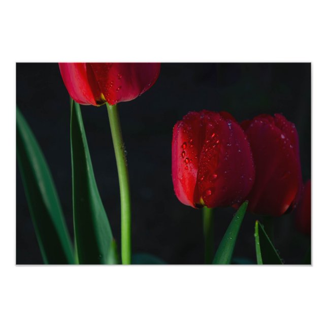 Tulips Foto Print (Vorne)