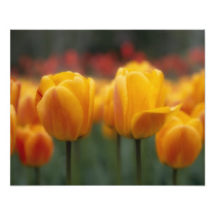 Tulips Fotodruck