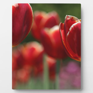 Tulips Fotoplatte
